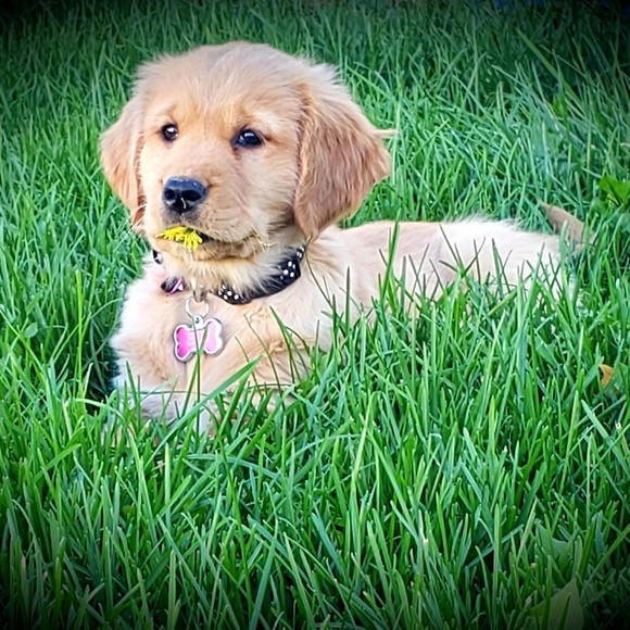 Profile Picture of Jeannette Leipert (@jleipert) on Poshmark