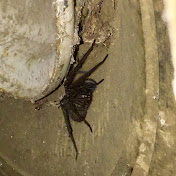 Profile Picture of Mike Moe (@mikemoe267) on Youtube