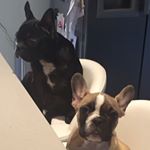 Profile Picture of Hugo & Frank (@hugo_and_frank_the_frenchies) on Instagram