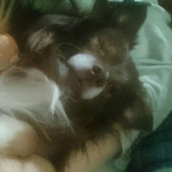 Profile Picture of Sarah Zebert (@pookieziz) on Poshmark