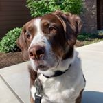Profile Picture of Marvin (@marvintheswissspringer) on Instagram