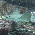 Profile Picture of Laurie Cochrane (@oceangull) on Instagram