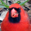 Profile Picture of NatureLovr1 (@NatureLovr1) on Flickr