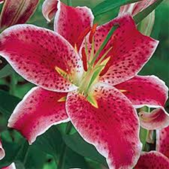 Profile Picture of Lorrie Bettendorf (@lorriesboutique) on Poshmark