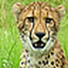 Profile Picture of Alley Alex (@ZooCats) on Flickr