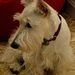 Profile Picture of Gail Anthony (@gailanth1) on Pinterest