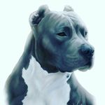 Profile Picture of nicholas.valero (@nickvalero21) on Instagram