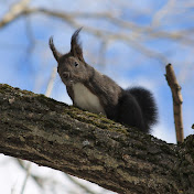 Profile Picture of Nicholas Hollister (@ninjacows100) on Youtube