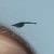 Profile Picture of amandaheep (@@xfinallyyoureadmynamex) on Tiktok