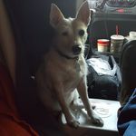 Profile Picture of John Buffington (@jotheexpediterdog) on Instagram