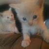 Profile Picture of Don Whitlatch (@@tiktok_cat_dogs_) on Tiktok