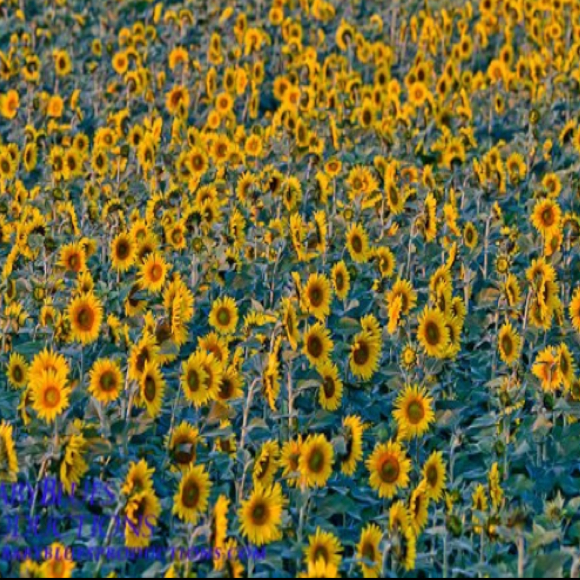 Profile Picture of Meghan Shelinsky (@dbug713) on Poshmark