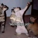 Profile Picture of Plaga Feliz (@Plaga-Feliz) on Facebook