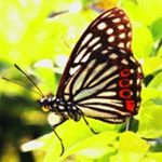 Profile Picture of Shinnosuke  Hoshikawa (@shinnosukehoshikawa) on Instagram