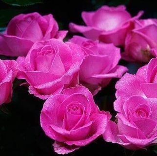 Profile Picture of Mohammad Sarwar (@mohammad.sarwar.5036459) on Facebook