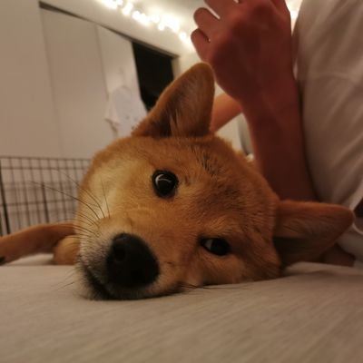 Profile Picture of Qi Xia (@qi__xia) on Twitter