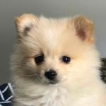 Profile Picture of My name is Bagel (@bagel_thepom) on Instagram
