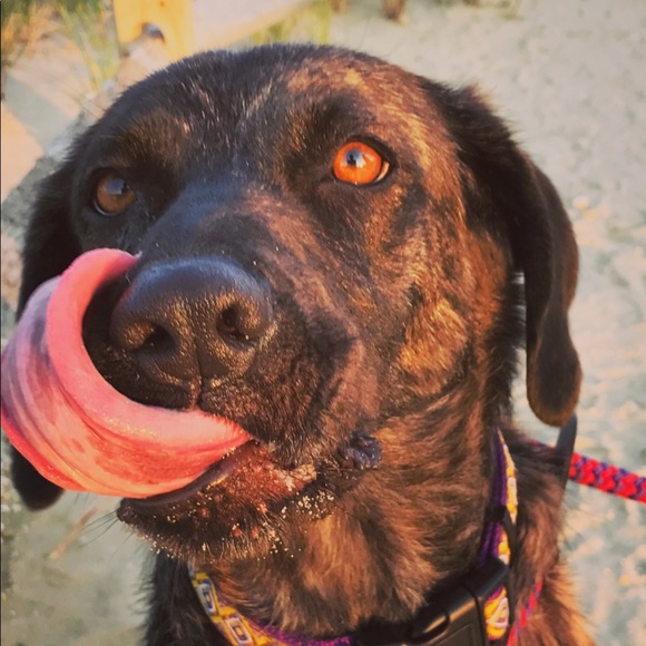 Profile Picture of Danielle Dacchille (@ddacc88) on Poshmark