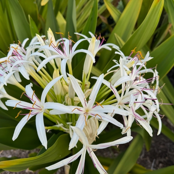 Profile Picture of Julee Lamure (@justjulee) on Poshmark