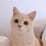 Profile Picture of _nancy_chan (@_nancy_chan) on Instagram