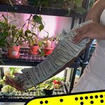 Profile Picture of Jeremiah Peguese (@__espn.jerry) on Instagram