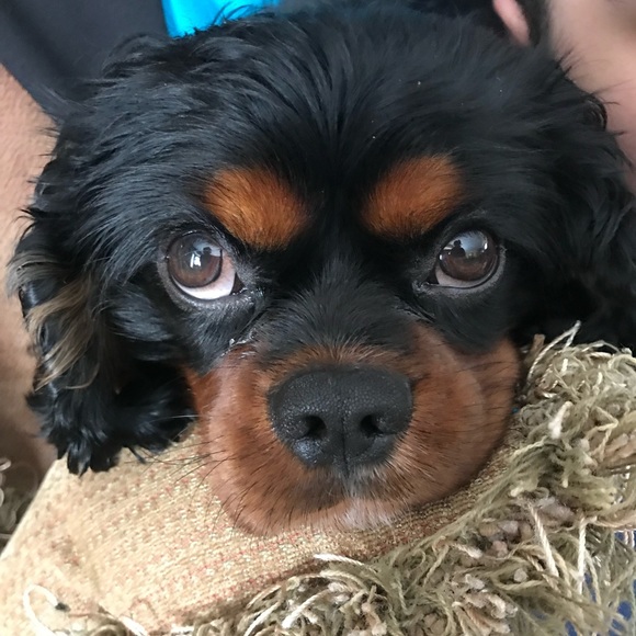 Profile Picture of Angela Frazzitta (@angelaf718) on Poshmark