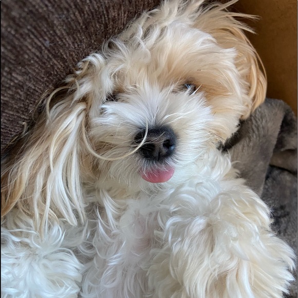 Brianna Konitzer - Poshmark Profile Picture of Brianna Konitzer (@briannak1616) on Poshmark