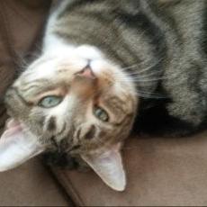 Profile Picture of Kevin Kenyon (@0ddf6691c84940f) on Twitter