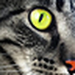 Profile Picture of Frenchadmiralfreak10 (@frenchadmiralfreak10) on Flickr