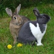 Profile Picture of Raya McGeorge (@yummynscrummy) on Pinterest