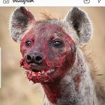 Profile Picture of johann fernando (@fernando13011964) on Instagram