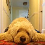 Profile Picture of Mark LaFontaine (@zipzap817) on Instagram