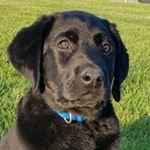 Profile Picture of Lisa (@lisaharryman2017) on Instagram