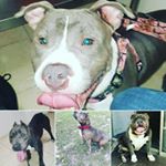 Profile Picture of WILLIE MCNEAL (@exotic_bloodlines_bullies) on Instagram