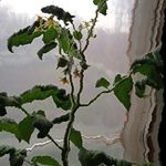 Profile Picture of Tyler (@fluffybuffy61) on Instagram