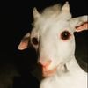 Profile Picture of william inglis (@mrgoatman0) on Tiktok