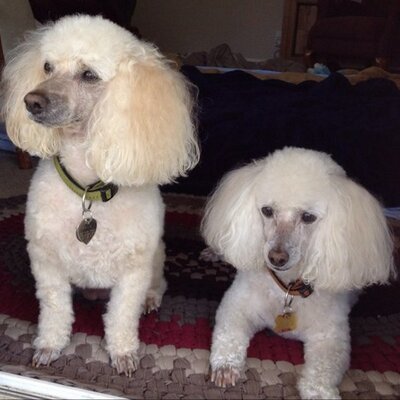Profile Picture of Deb Bennett (@debbennett_12) on Twitter