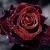Profile Picture of Saima Shamsheer (@398962639) on Myspace