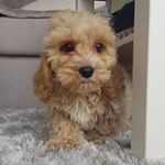 Profile Picture of Ralph (@ralph_cavapoochon) on Instagram