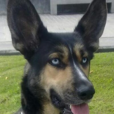 Profile Picture of David Castro Santos (@DavidTory80) on Twitter