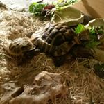 Profile Picture of georgia rose perrin (@georgiaroseperrin2007) on Instagram