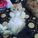 Profile Picture of فروش گربه (@pishi_naaz) on Instagram