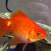 Profile Picture of Sharkey Glen (@@sharkeythefish) on Twitter