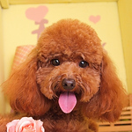 Profile Picture of William Chou (@arco_hansol) on Flickr