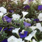 Profile Picture of Linda Perlmutter (@linda.perlmutter.50) on Facebook