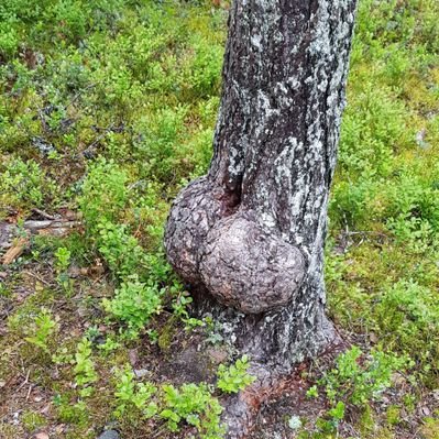 Profile Picture of Graham Watts (@wazzamatazz) on Twitter