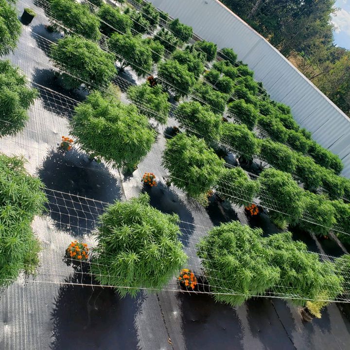 Profile Picture of Randy Flemming (@potwhisperer) on Tiktok