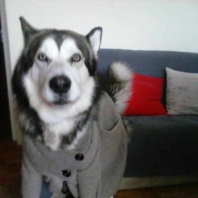 Profile Picture of Josip Juricev Grgin (@grgin_josip) on Twitter