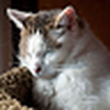 Profile Picture of mountaincur (@mountaincur) on Flickr