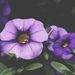 Profile Picture of Roy Ramirez  (@roy_ramirez71939016) on Pinterest